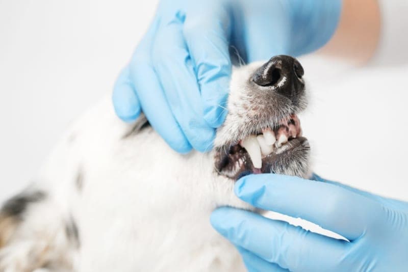 Dog Tooth Extraction: What to Expect Dog Tooth Extraction: What to Expect