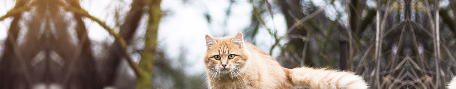 thomasville-veterinary-hospital-banner-3 thomasville-veterinary-hospital-banner-3