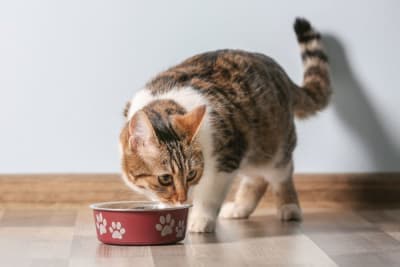 Using Diet to Treat Arthritis in Cats Using Diet to Treat Arthritis in Cats