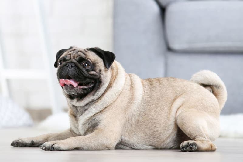 Brachycephalic Airway Syndrome in Dogs Brachycephalic Airway Syndrome in Dogs