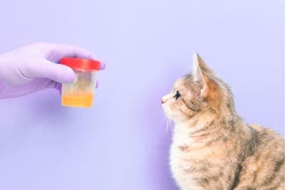 Why Does My Pet Need a Urinalysis? Why Does My Pet Need a Urinalysis?