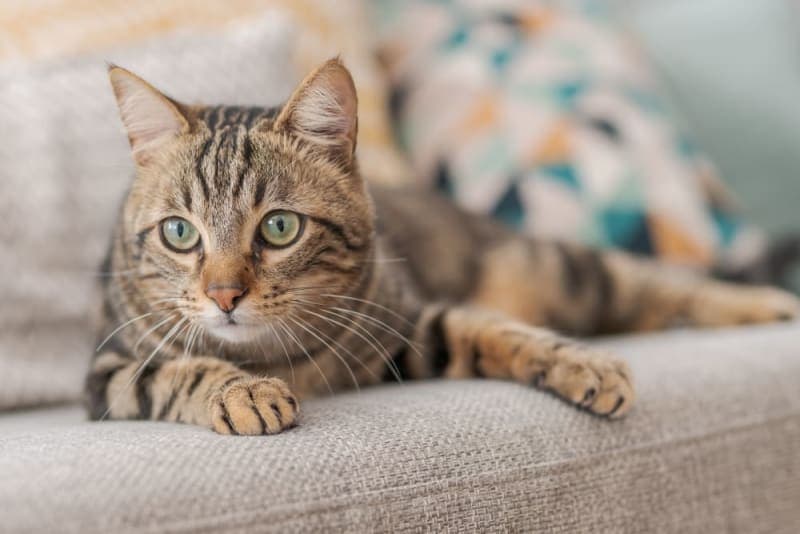 Where to Leave a Cat While on Vacation Where to Leave a Cat While on Vacation