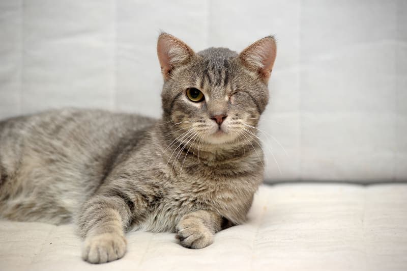 Eye Removal (Enucleation) in Cats Eye Removal (Enucleation) in Cats