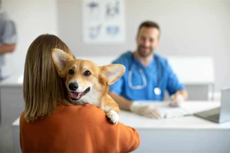 Understanding Blood Tests for Dogs Understanding Blood Tests for Dogs