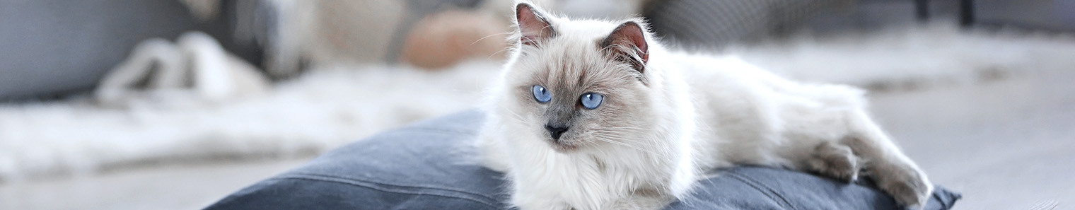 Brookhaven Animal Hospital Brookhaven Animal Hospital