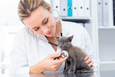 Kitten's First Vet Visit Checklist Kitten's First Vet Visit Checklist