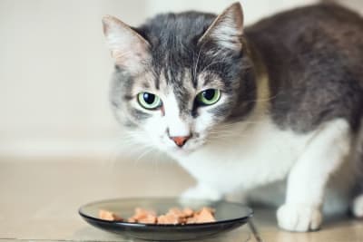 Why won't my cat eat? Why won't my cat eat?