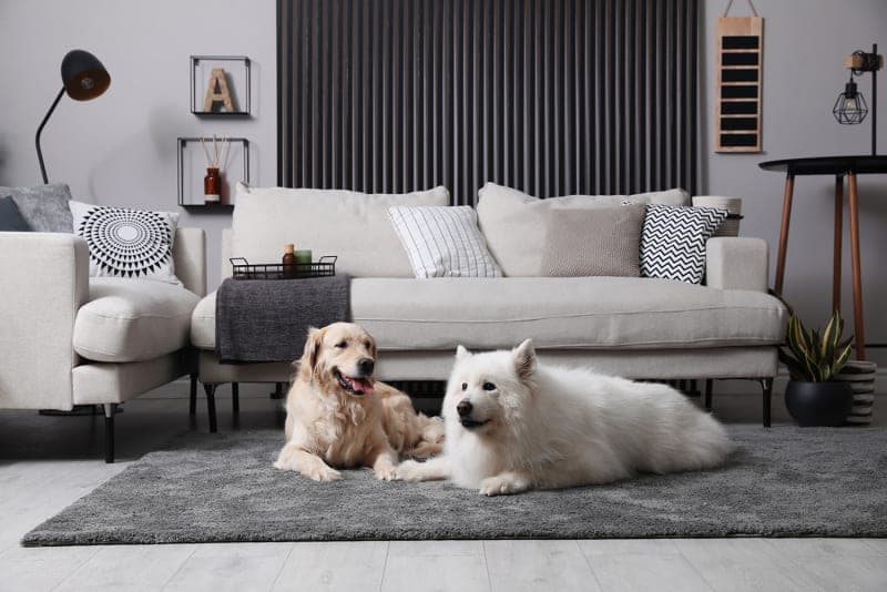 Bladder Infections in Dogs - What You Need to Know Bladder Infections in Dogs - What You Need to Know