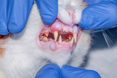 Common Dental Problems in Cats Common Dental Problems in Cats