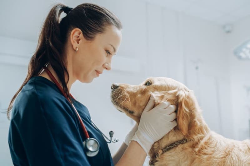 Routine Exams: Why are regular vet checkups important? Routine Exams: Why are regular vet checkups important?