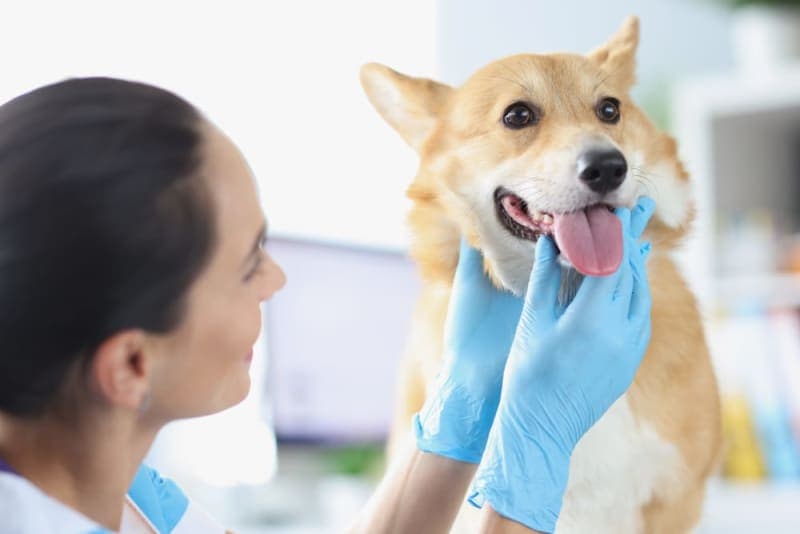 Bad Breath in Dogs: Causes & Treatments Bad Breath in Dogs: Causes & Treatments