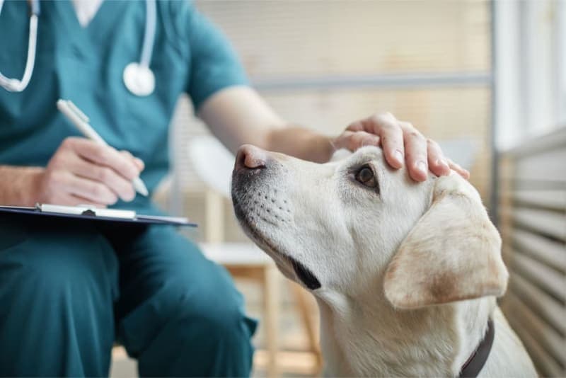 Understanding Blood Tests for Dogs Understanding Blood Tests for Dogs