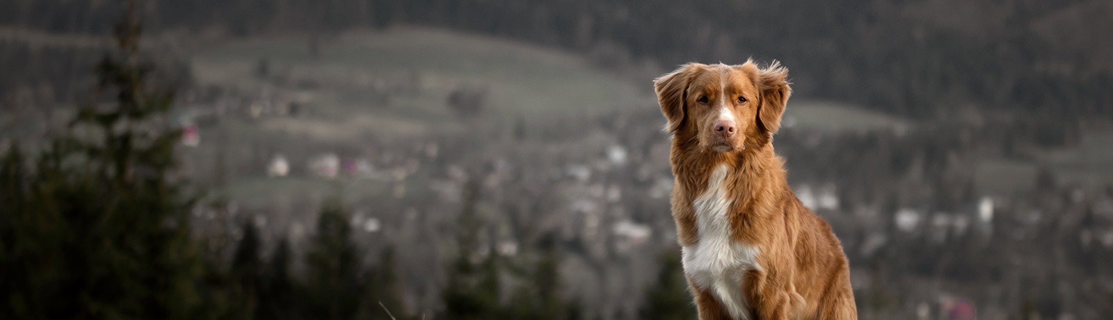 Statesboro Bulloch Regional Veterinary Hospital Statesboro Bulloch Regional Veterinary Hospital