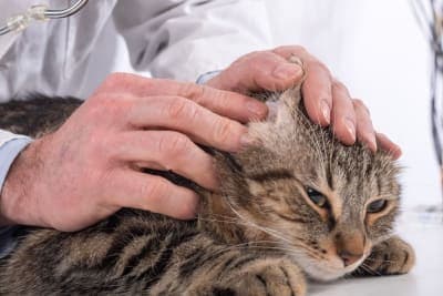 Why Are My Cat's Ears Warm? Why Are My Cat's Ears Warm?