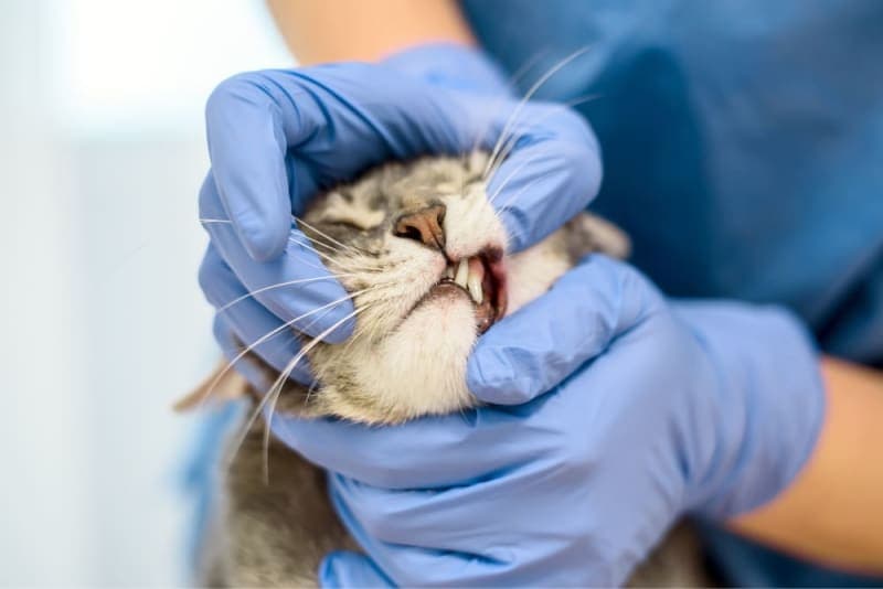Gingivitis in Cats - Symptoms, Causes & Treatments Gingivitis in Cats - Symptoms, Causes & Treatments