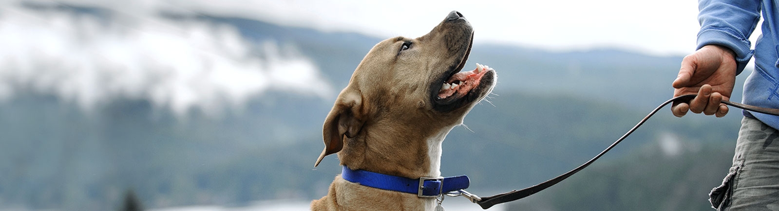 Cedar Animal Medical Center Cedar Animal Medical Center