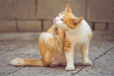 Ear Mites in Cats: Causes, Treatment & Prevention Ear Mites in Cats: Causes, Treatment & Prevention