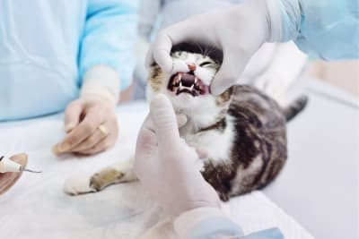 Tooth Resorption in Cats Tooth Resorption in Cats
