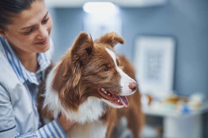 Making the Most of Your Pet's Routine Exam: What to Ask Your Vet Making the Most of Your Pet's Routine Exam: What to Ask Your Vet