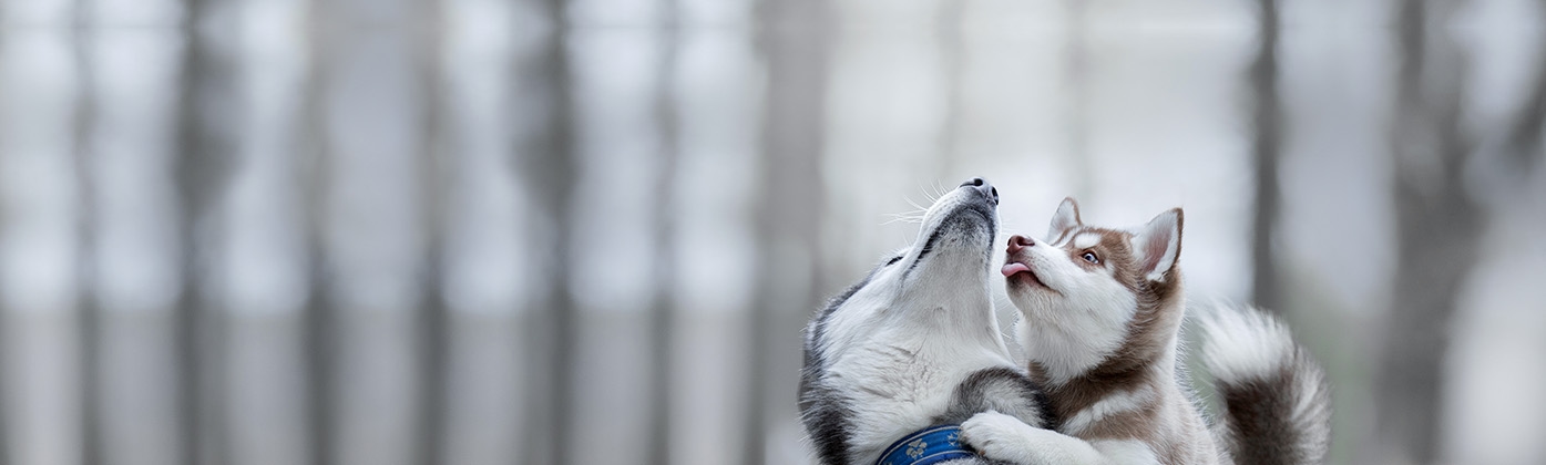 thomasville-veterinary-hospital-banner-3 thomasville-veterinary-hospital-banner-3