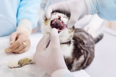 Cat Teeth Cleaning: How to Clean a Cat's Teeth Cat Teeth Cleaning: How to Clean a Cat's Teeth