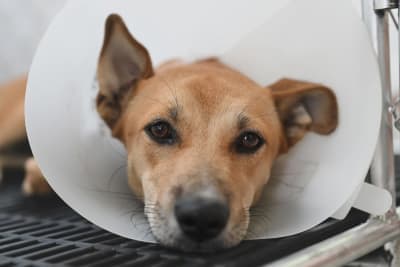 Dog Hip Dysplasia Surgery Dog Hip Dysplasia Surgery