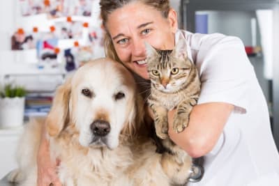 What Is Medical Pet Boarding? What Is Medical Pet Boarding?