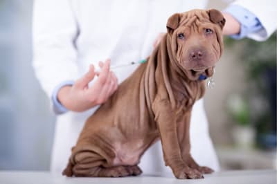 Should I get my dog vaccinated? Should I get my dog vaccinated?