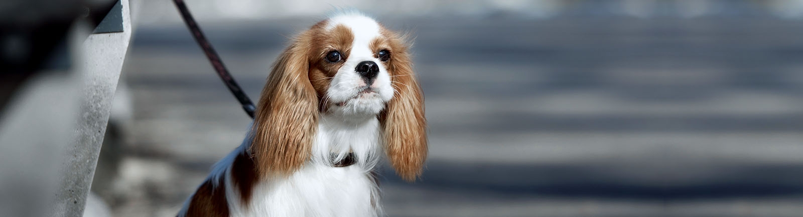 thomasville-veterinary-hospital-banner-3 thomasville-veterinary-hospital-banner-3