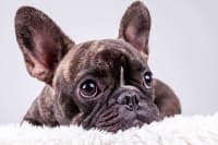 How Long Do French Bulldogs Live? How Long Do French Bulldogs Live?