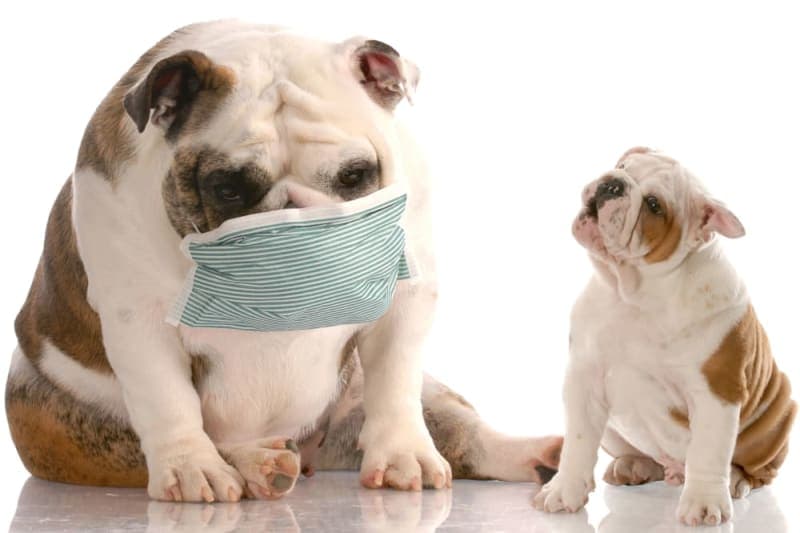 What is parainfluenza in dogs? What is parainfluenza in dogs?