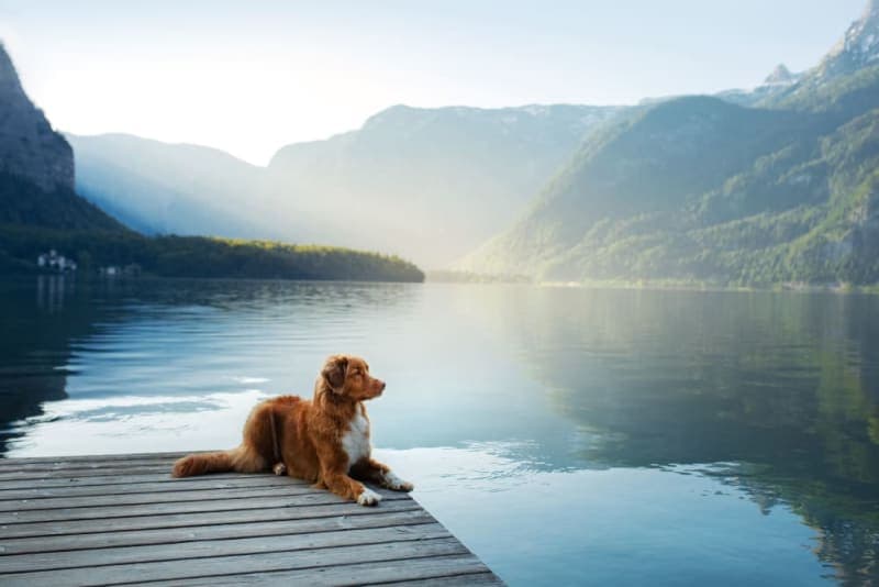 Lyme Disease In Dogs & How to Treat It Lyme Disease In Dogs & How to Treat It