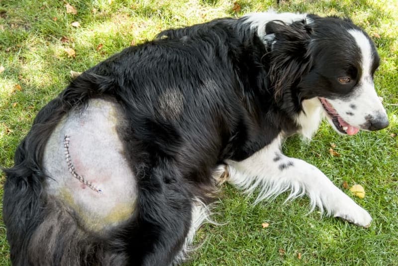 Dog Hip Dysplasia Surgery Dog Hip Dysplasia Surgery