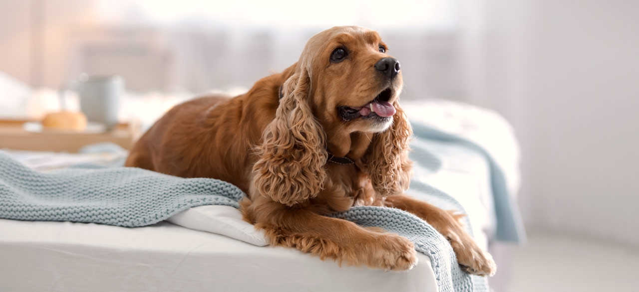 thomasville-veterinary-hospital-banner-3 thomasville-veterinary-hospital-banner-3