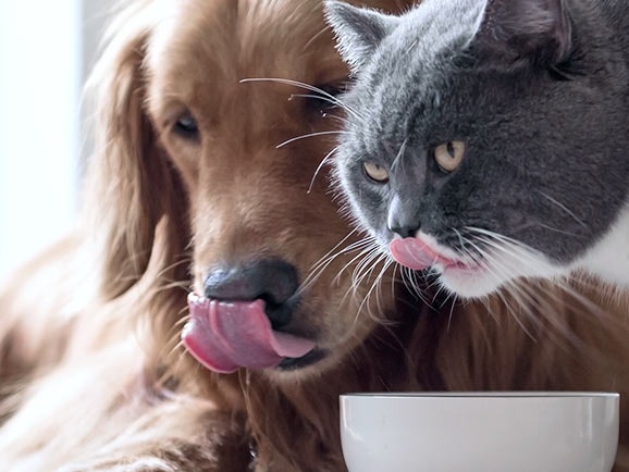 Lake Norman at Mooresville Animal Hospital About Us Hero Image Lake Norman at Mooresville Animal Hospital About Us Hero Image