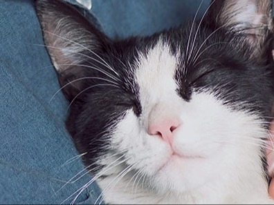 South Salem Animal Hospital About Us Hero Image South Salem Animal Hospital About Us Hero Image