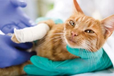 How to Tell If My Cat Has a Broken Leg? How to Tell If My Cat Has a Broken Leg?