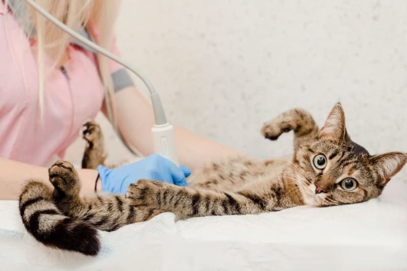 Ultrasound for Dogs & Cats: What Pet Owners Want to Know Ultrasound for Dogs & Cats: What Pet Owners Want to Know
