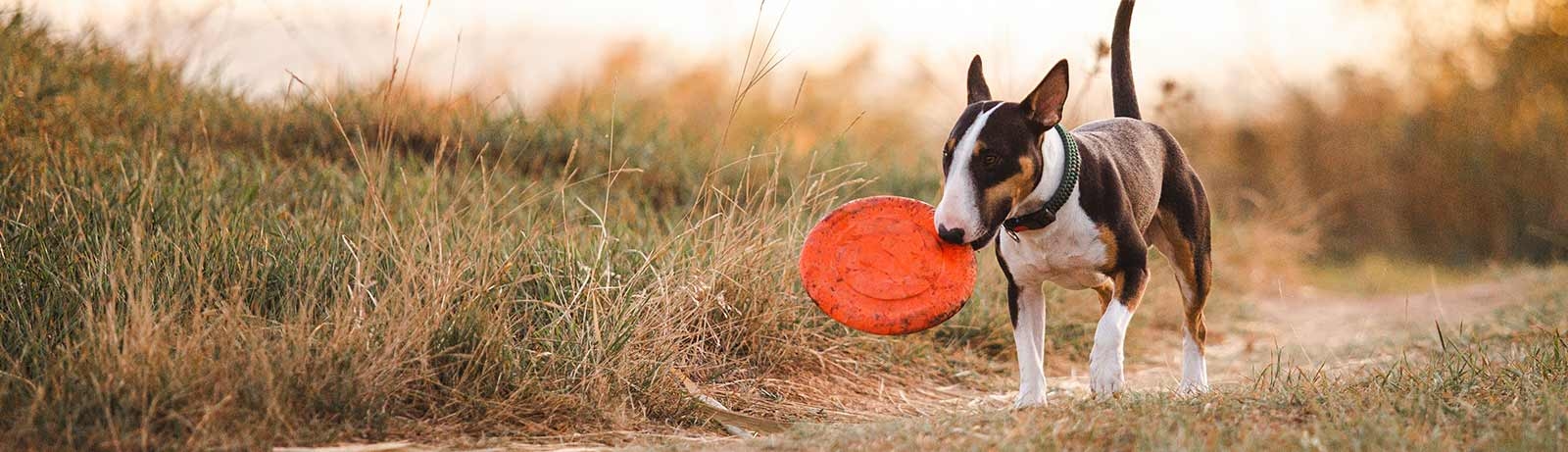 thomasville-veterinary-hospital-banner-3 thomasville-veterinary-hospital-banner-3