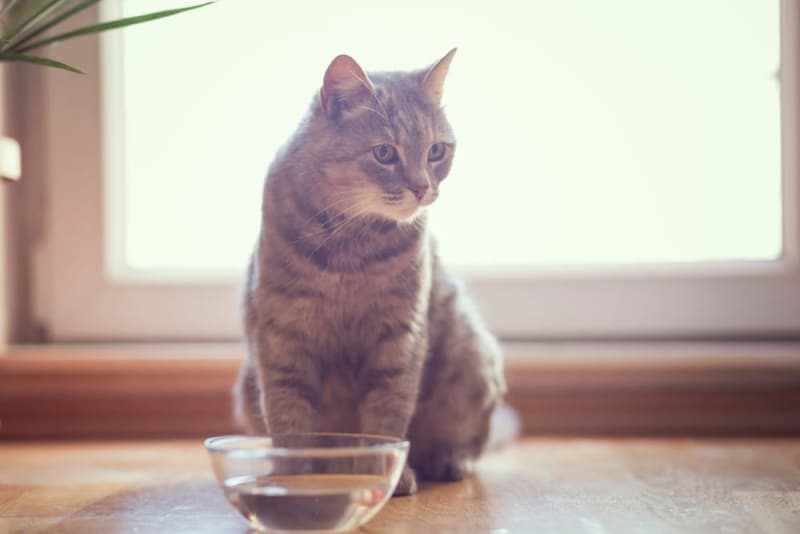My cat won't drink water! What should I do? My cat won't drink water! What should I do?