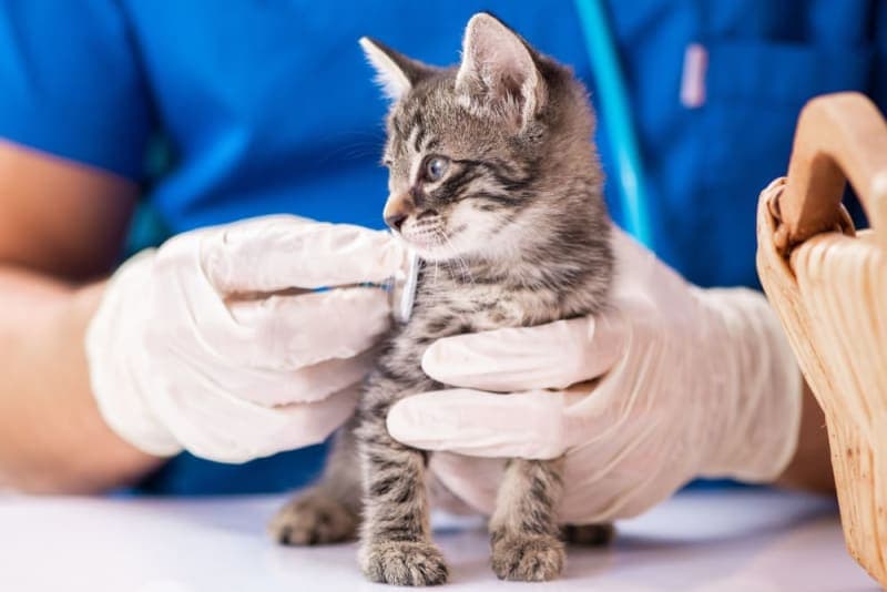 Kitten's First Vet Visit: What to Expect Kitten's First Vet Visit: What to Expect