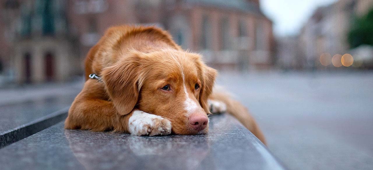 thomasville-veterinary-hospital-banner-3 thomasville-veterinary-hospital-banner-3