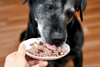 Best Dog Food for Senior Dogs Best Dog Food for Senior Dogs