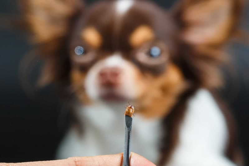 Protecting Your Pet (And Your Family) From Ticks Protecting Your Pet (And Your Family) From Ticks