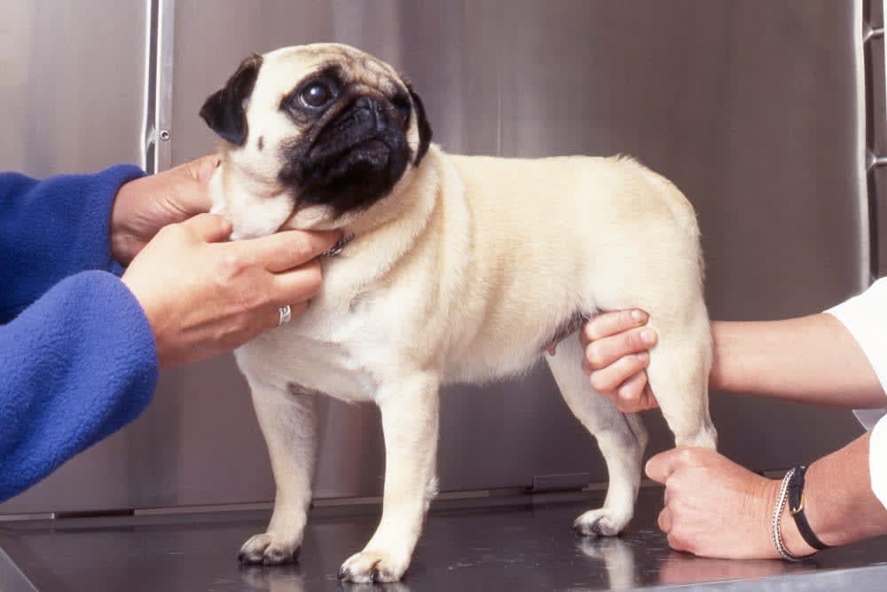 Dog Hip Dysplasia Surgery Dog Hip Dysplasia Surgery