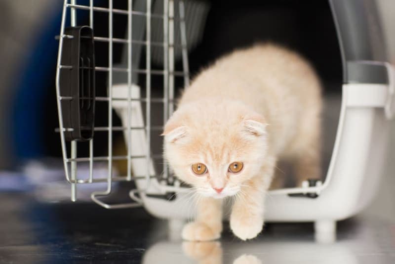 How Often Should I Take My Cat to the Vet? How Often Should I Take My Cat to the Vet?