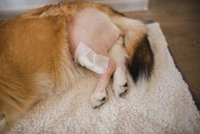 Dog Knee Surgery Dog Knee Surgery