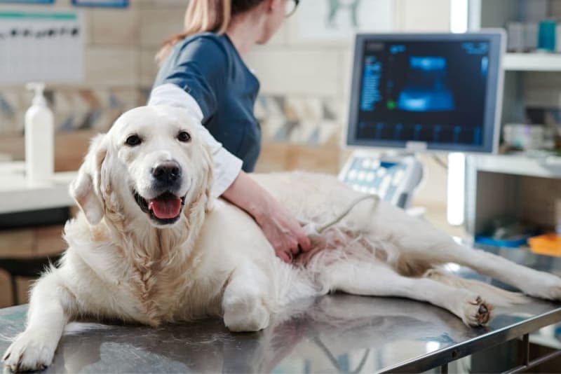 Ultrasound Examination in Dogs Ultrasound Examination in Dogs