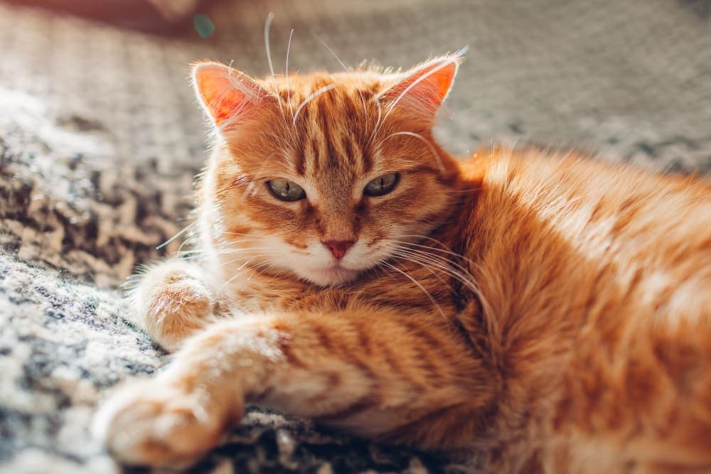 Male Cat Before & After Neutering: Behavior & Recovery Male Cat Before & After Neutering: Behavior & Recovery