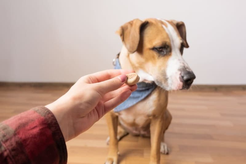 Pet Eating Problems: Why won't my dog eat? Pet Eating Problems: Why won't my dog eat?